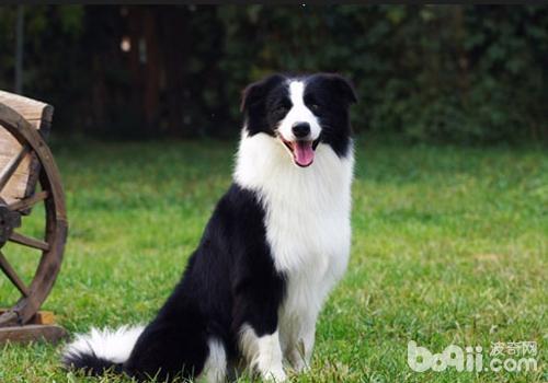 邊境牧羊犬