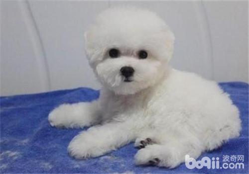 比熊犬
