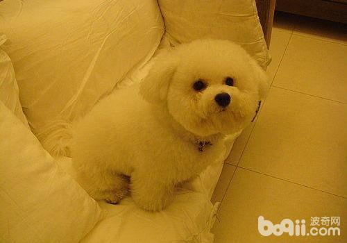 比熊犬