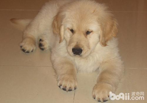金毛犬