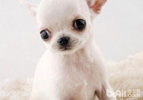 吉娃娃犬