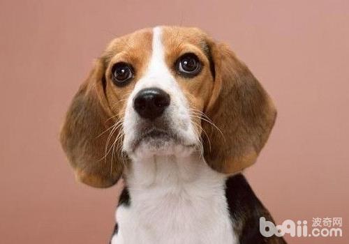 美國獵狐犬