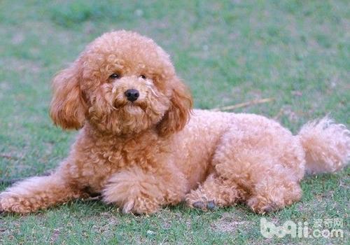貴賓犬