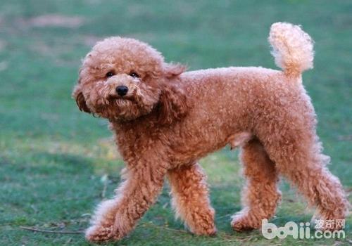 貴賓犬