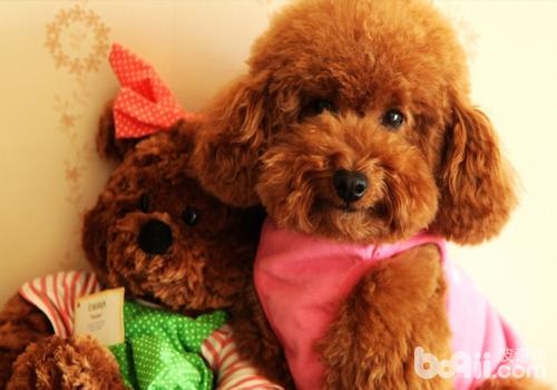 貴賓犬