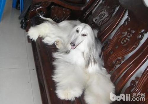 阿富汗獵犬