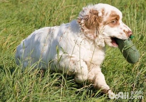 克倫伯獵鹬犬