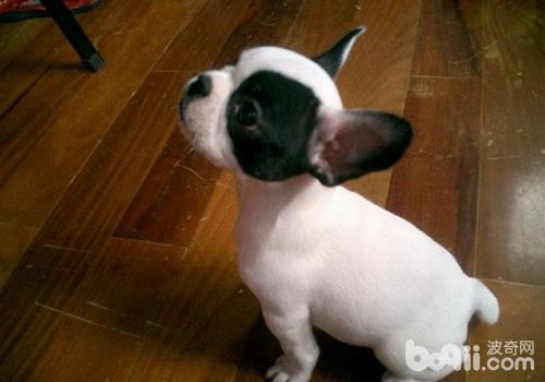 法國斗牛犬