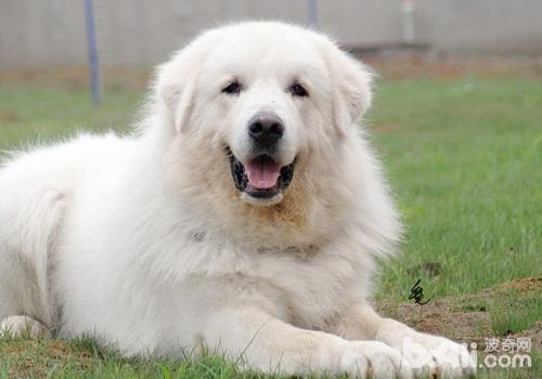 大白熊犬