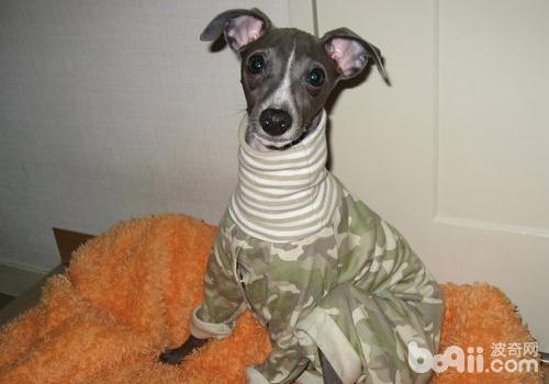 意大利靈缇犬