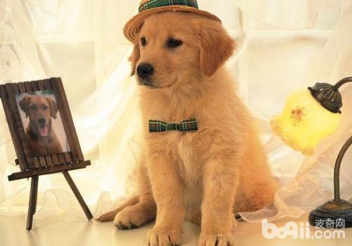金毛犬