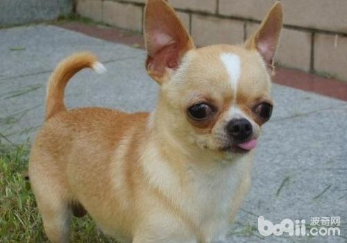 吉娃娃犬