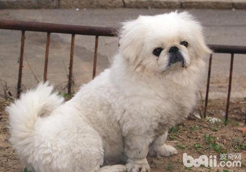 京巴犬