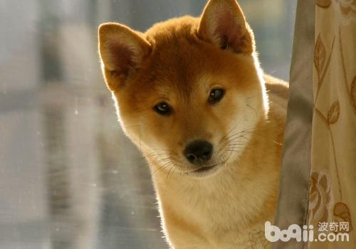 柴犬
