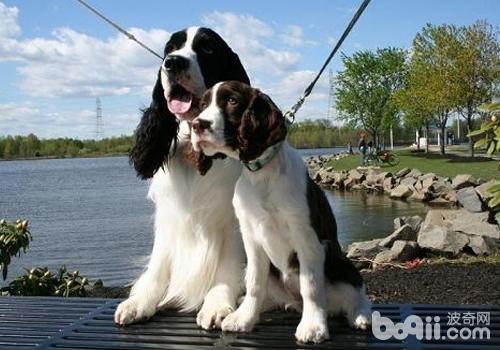 英國史賓格獵犬