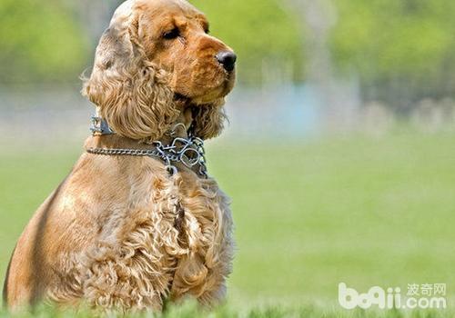 英國可卡犬