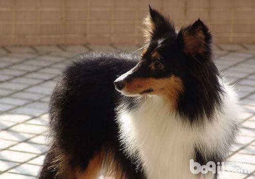 喜樂蒂牧羊犬