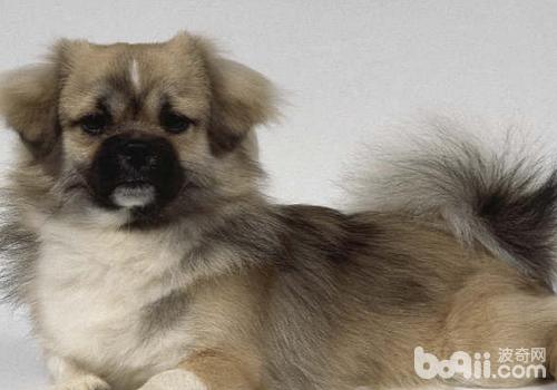 西藏獵犬