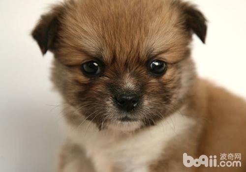 西藏獵犬