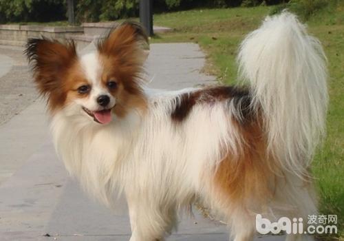 蝴蝶犬
