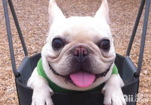 法國斗牛犬