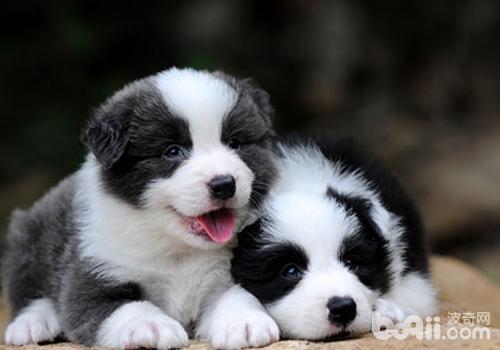 邊境牧羊犬