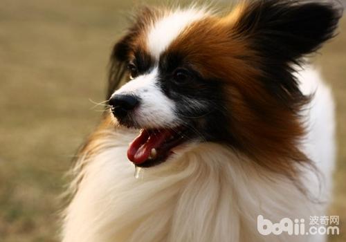 蝴蝶犬