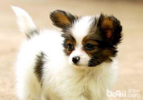 蝴蝶犬