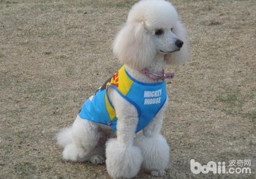 貴賓犬