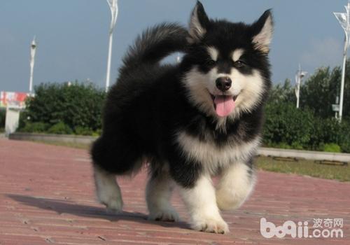 阿拉斯加雪橇犬