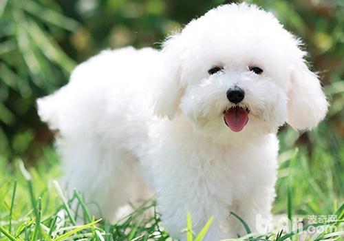比熊犬