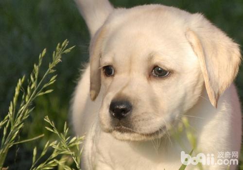 拉布拉多獵犬