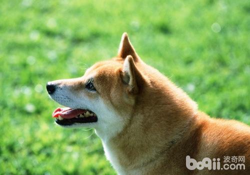 柴犬