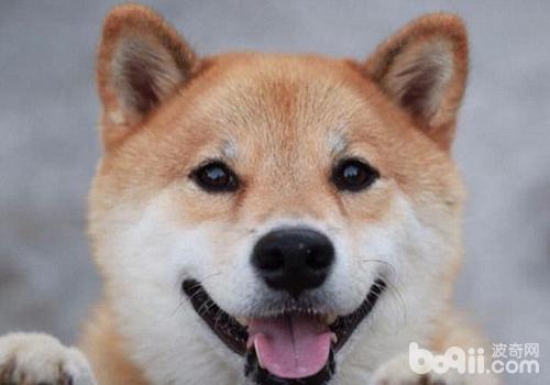 柴犬
