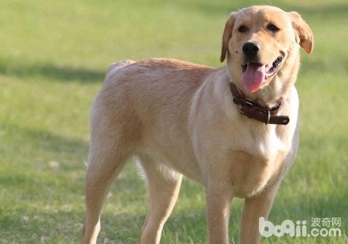 拉布拉多獵犬