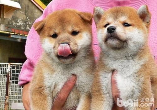 柴犬