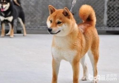 柴犬