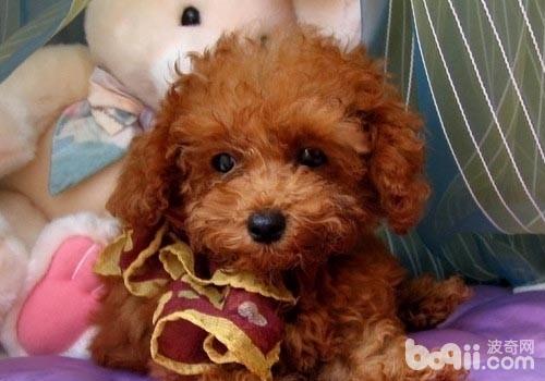 泰迪犬
