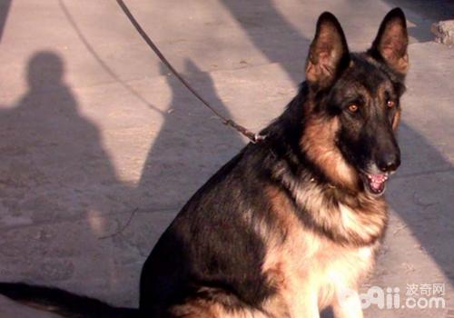 德國牧羊犬