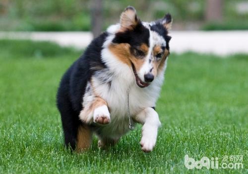 澳大利亞牧羊犬