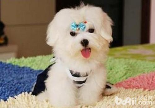 馬爾濟斯犬