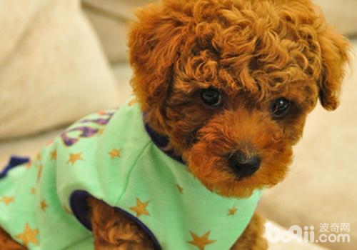 泰迪犬