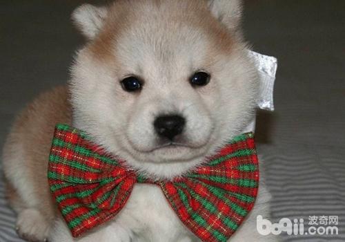 柴犬