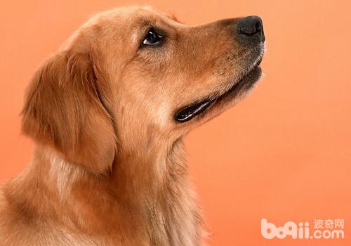 金毛犬