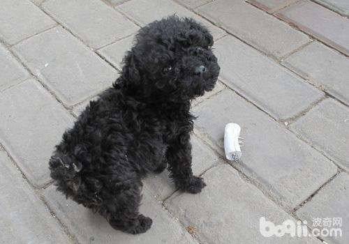 貴賓犬