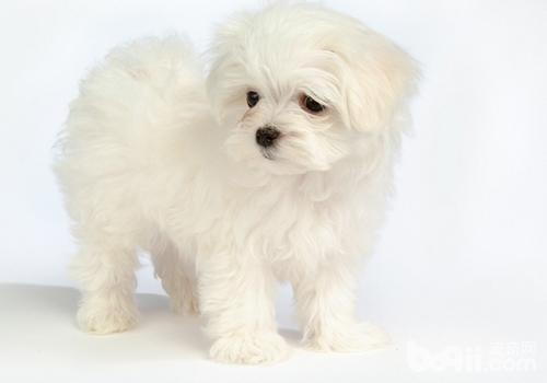 比熊犬