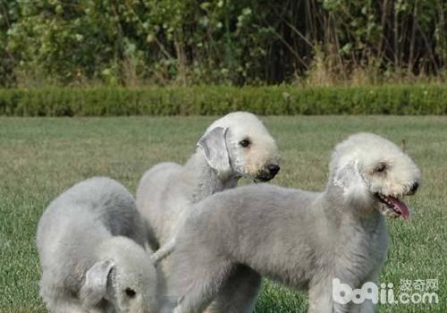 貝靈頓犬