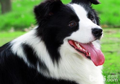 邊境牧羊犬