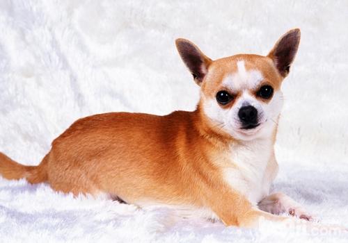 吉娃娃犬