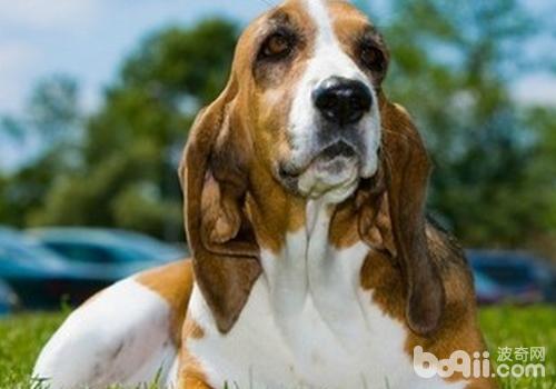 巴吉度獵犬